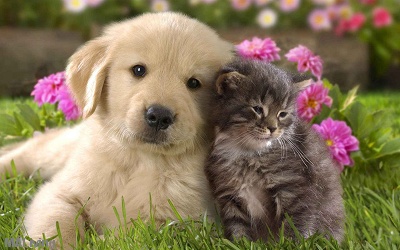 Watermark Lofts - Pet Friendly
