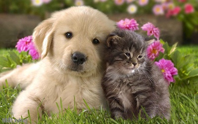 Veritas Village - Pet Friendly