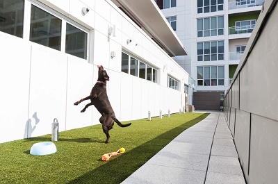 Ovation 309 - 7th Floor Dog Walk