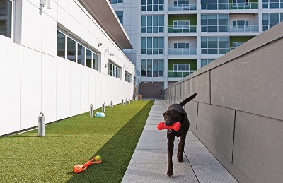 Ovation 309 - 7th Floor Dog Walk